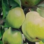 Peren - olie - 50x50